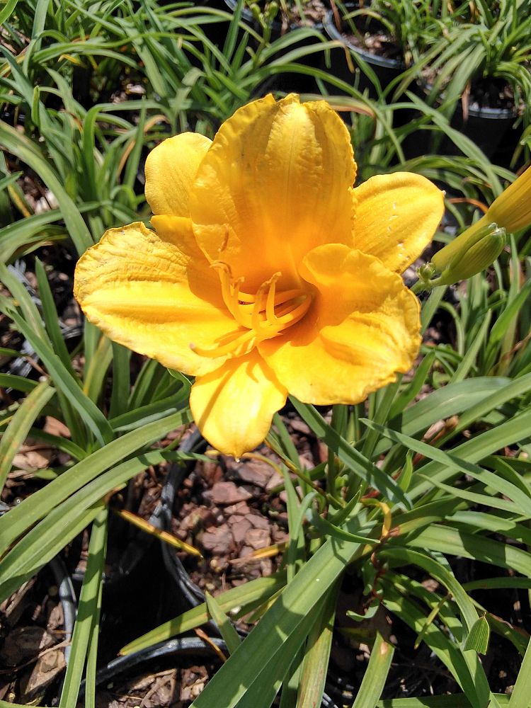 hemerocallis-yangtze-daylily