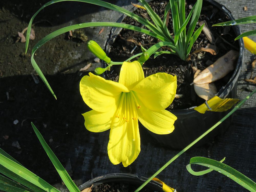 hemerocallis-yangtze-daylily