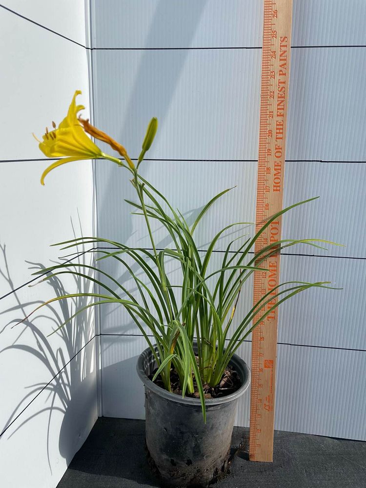 hemerocallis-yangtze-daylily