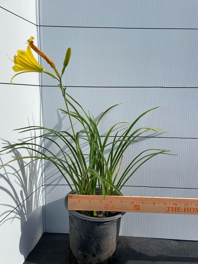 hemerocallis-yangtze-daylily