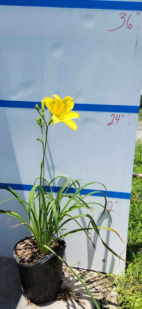 hemerocallis-yangtze-daylily