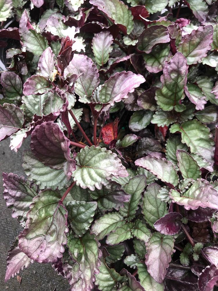 hemigraphis-alternata-red-flame-ivy
