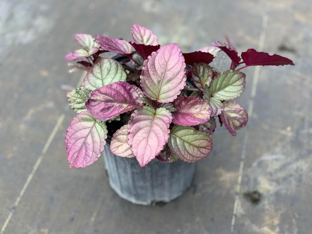 hemigraphis-colorata-exotica-purple-waffle-plant