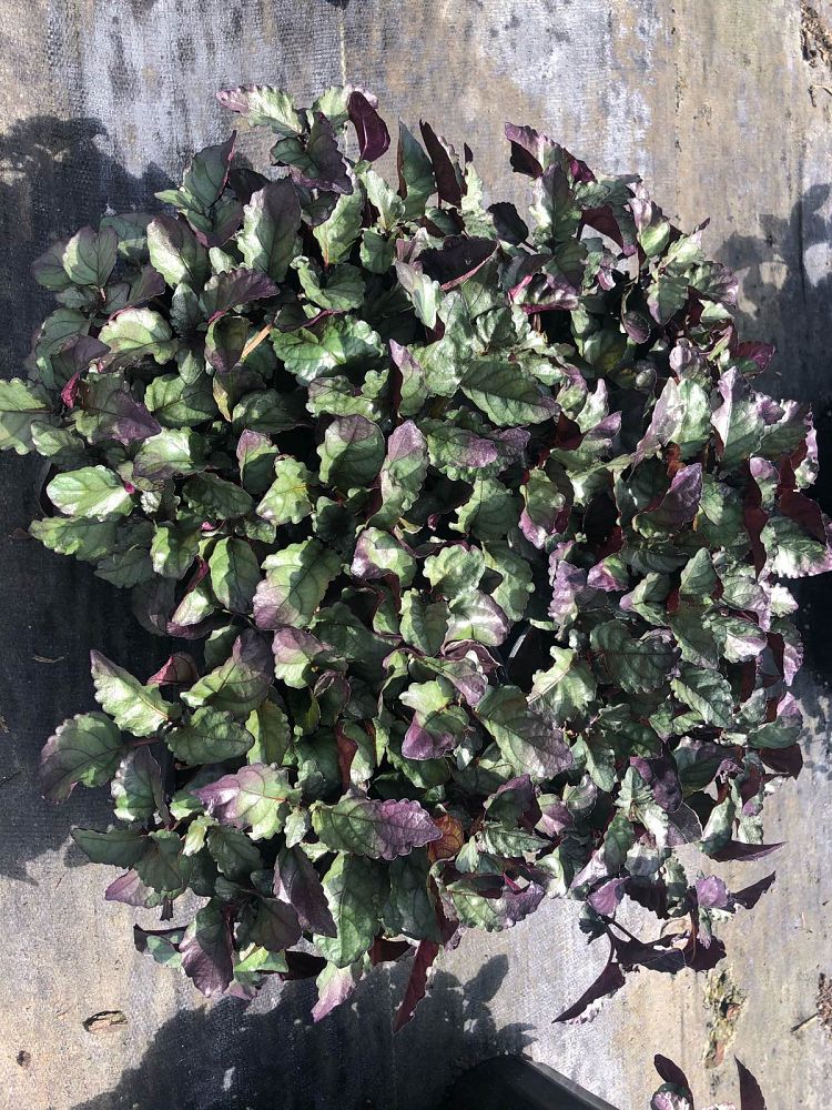 hemigraphis-colorata-exotica-purple-waffle-plant