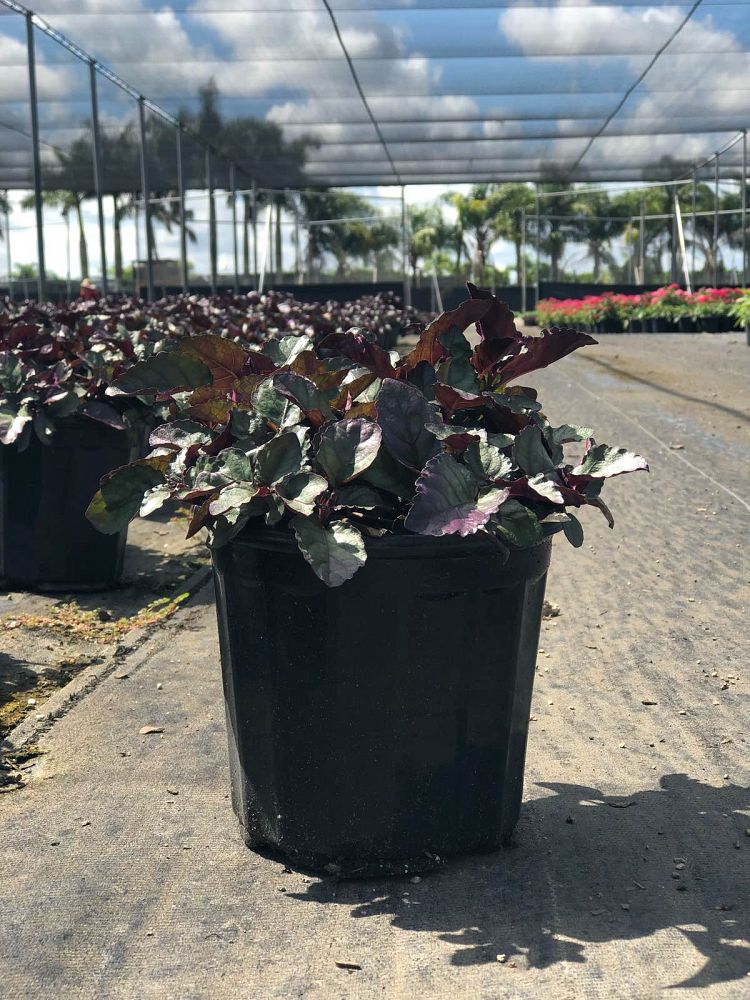 hemigraphis-colorata-exotica-purple-waffle-plant