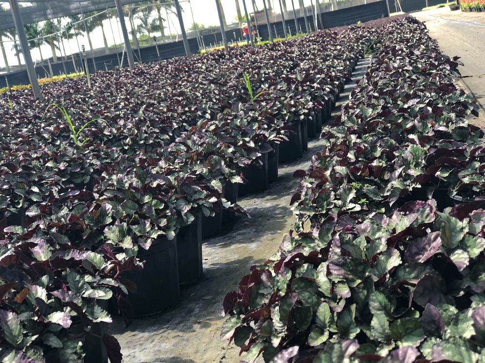 hemigraphis-colorata-exotica-purple-waffle-plant