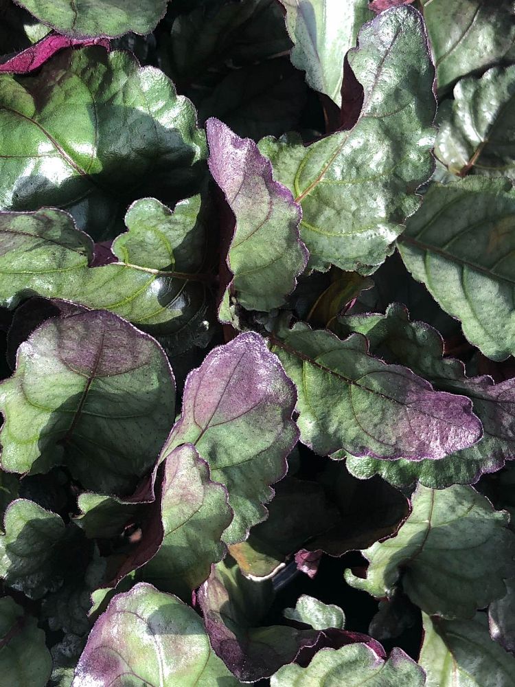 hemigraphis-colorata-exotica-purple-waffle-plant