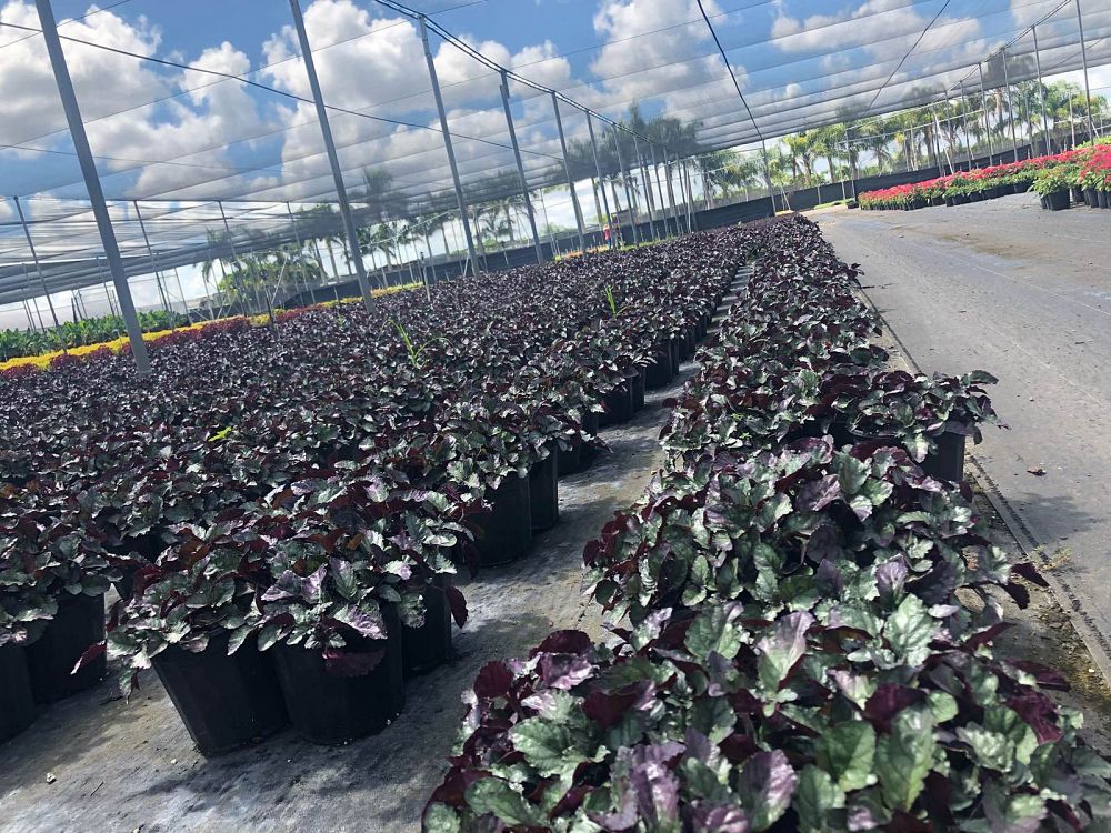 hemigraphis-colorata-exotica-purple-waffle-plant