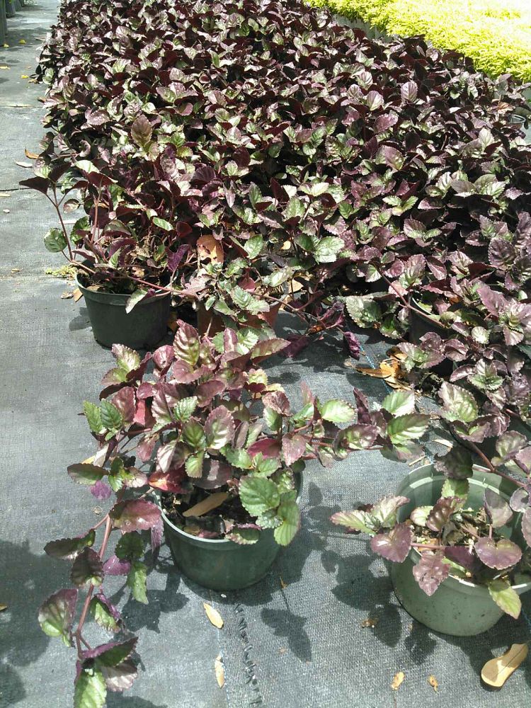 hemigraphis-repanda-dragon-s-tongue-narrow-flame-leaf-ivy-waffle-plant