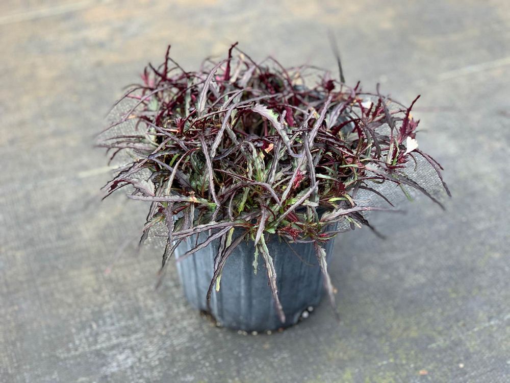 hemigraphis-repanda-dragon-s-tongue-narrow-flame-leaf-ivy-waffle-plant