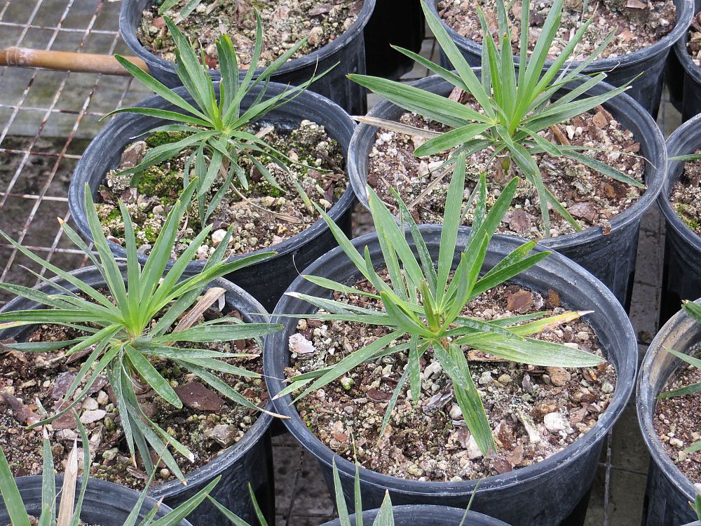 hemithrinax-ekmaniana-thrinax-ekmaniana-jumagua-palm