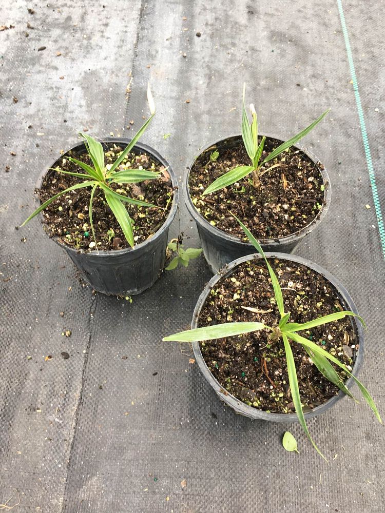 hemithrinax-ekmaniana-thrinax-ekmaniana-jumagua-palm