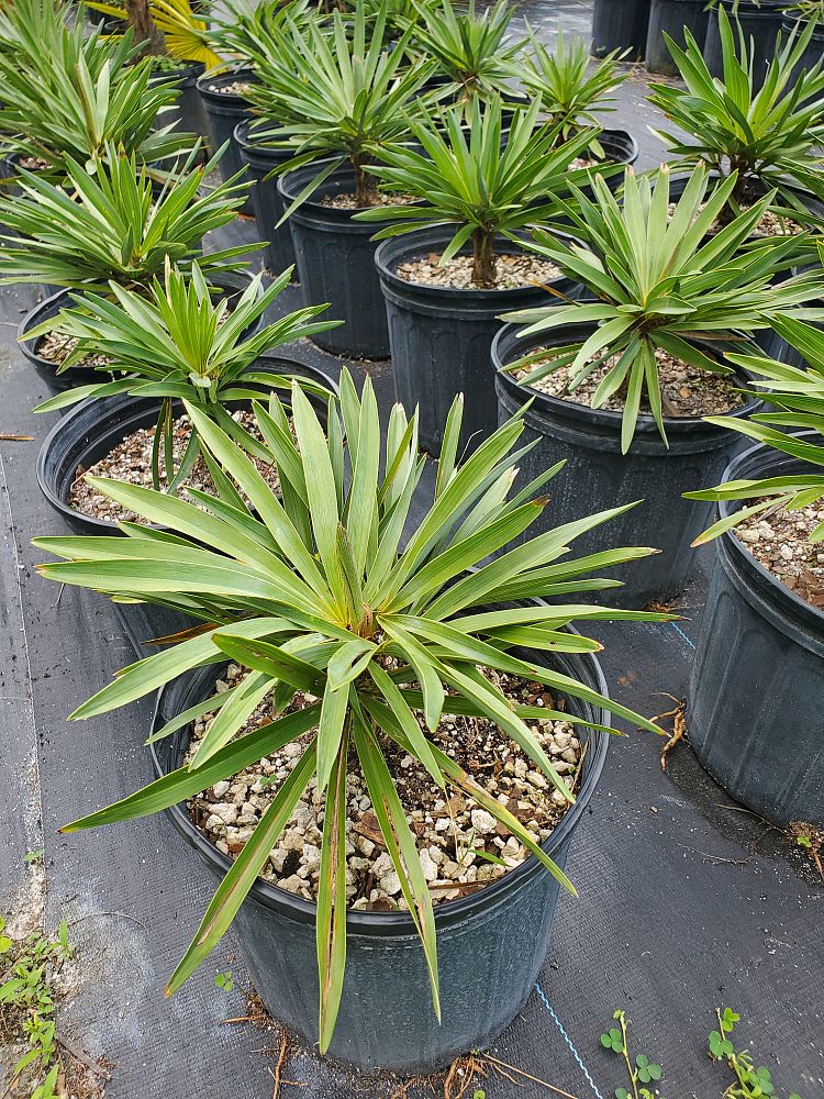 hemithrinax-ekmaniana-thrinax-ekmaniana-jumagua-palm
