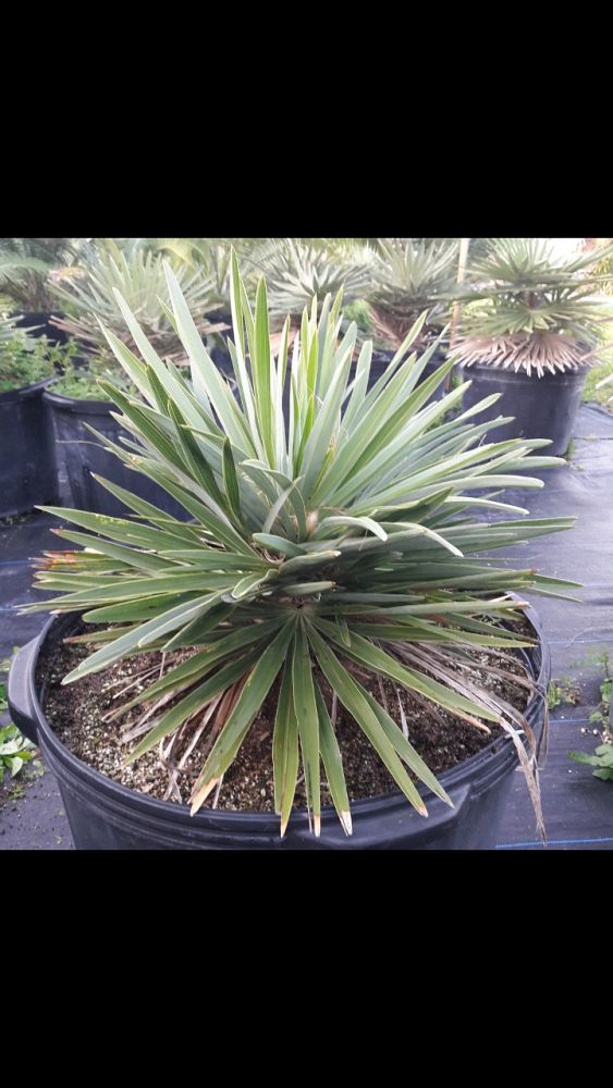 hemithrinax-ekmaniana-thrinax-ekmaniana-jumagua-palm