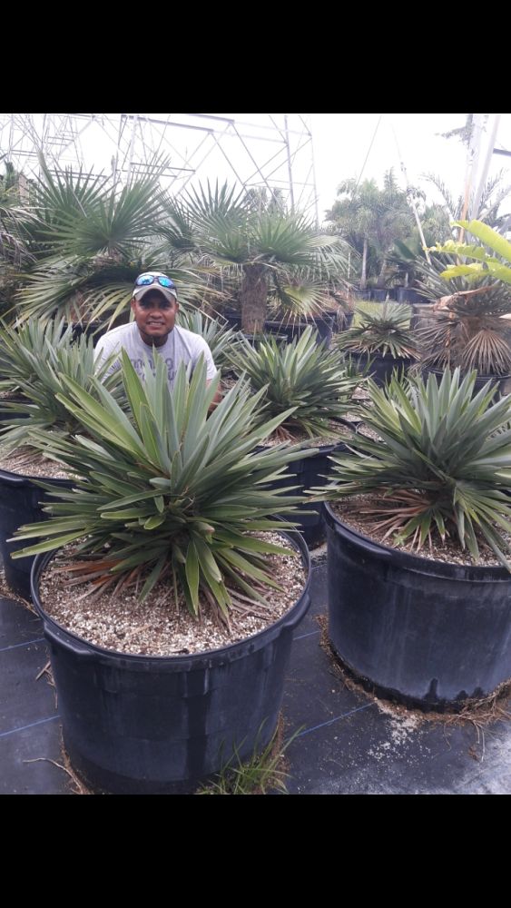 hemithrinax-ekmaniana-thrinax-ekmaniana-jumagua-palm