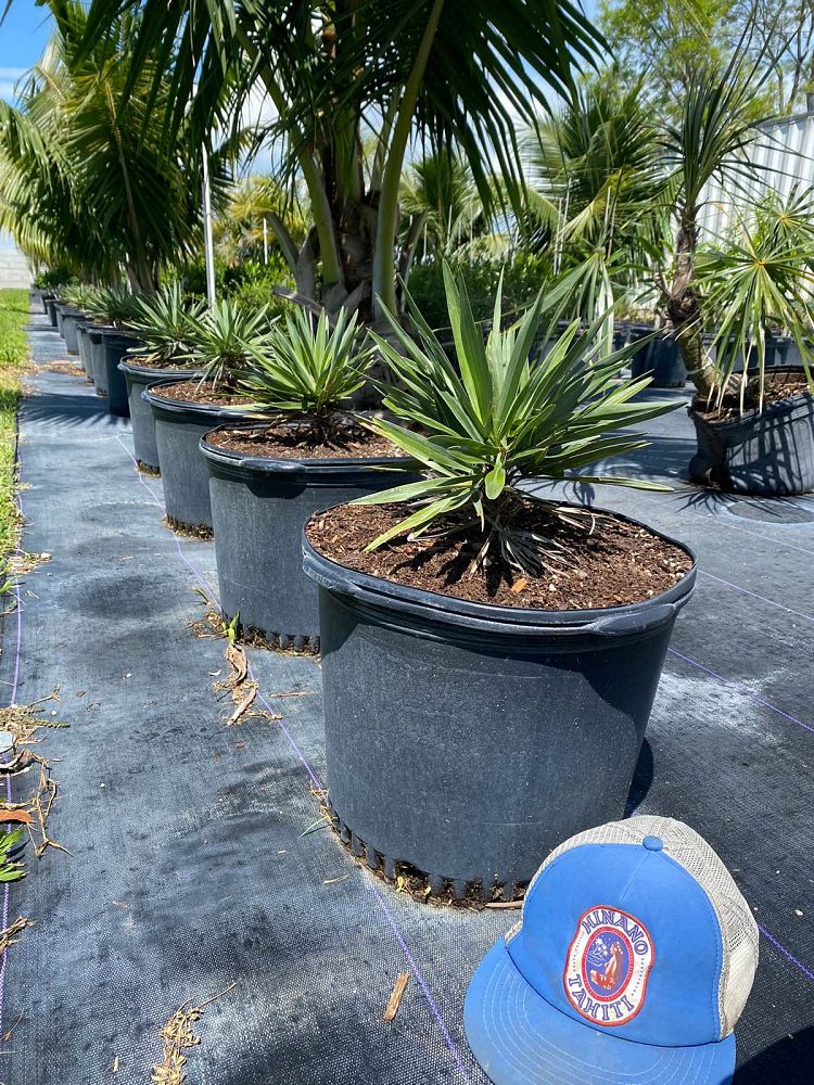 hemithrinax-ekmaniana-thrinax-ekmaniana-jumagua-palm