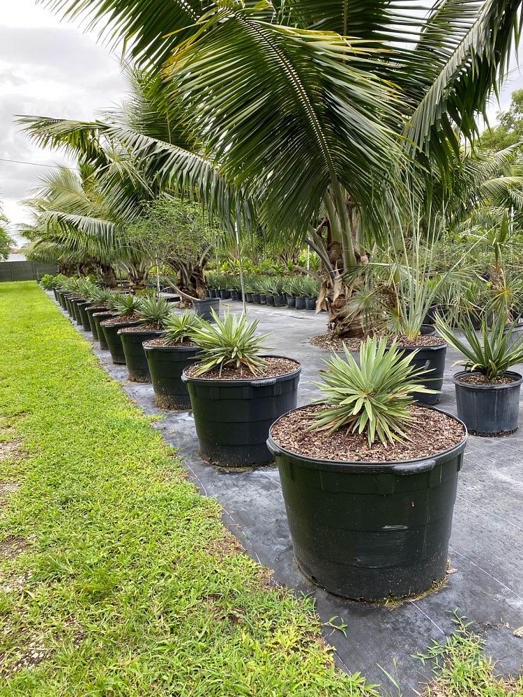 hemithrinax-ekmaniana-thrinax-ekmaniana-jumagua-palm