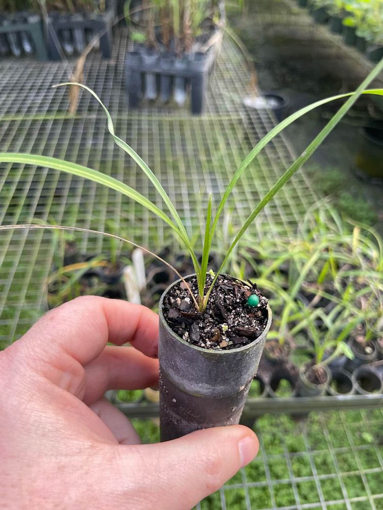 hemithrinax-ekmaniana-thrinax-ekmaniana-jumagua-palm