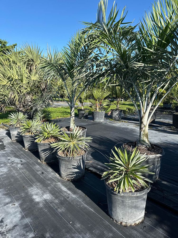 hemithrinax-ekmaniana-thrinax-ekmaniana-jumagua-palm