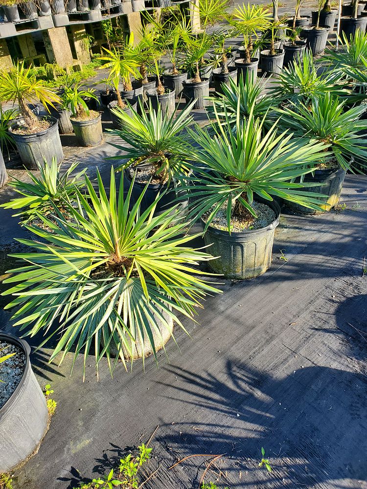 hemithrinax-ekmaniana-thrinax-ekmaniana-jumagua-palm