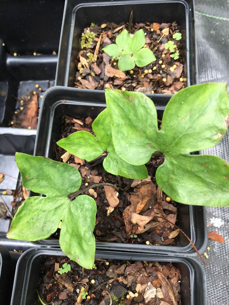 hepatica-americana