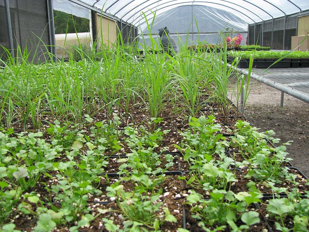 herbs
