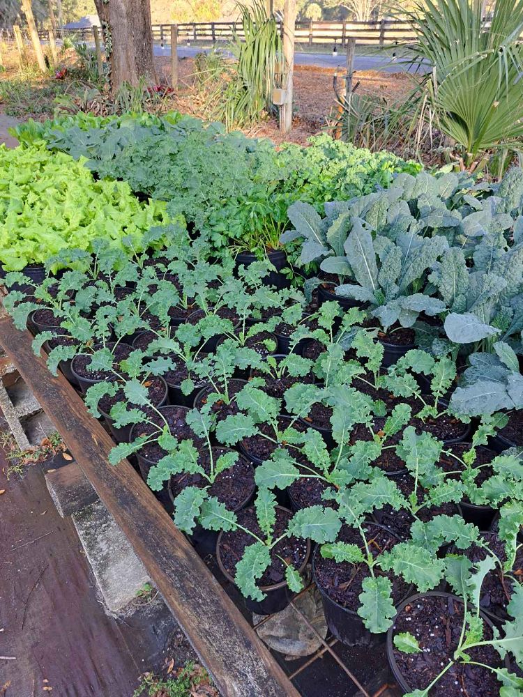 herbs