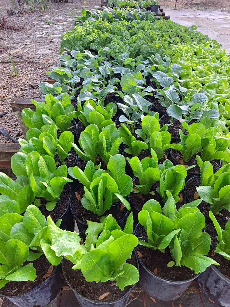 herbs