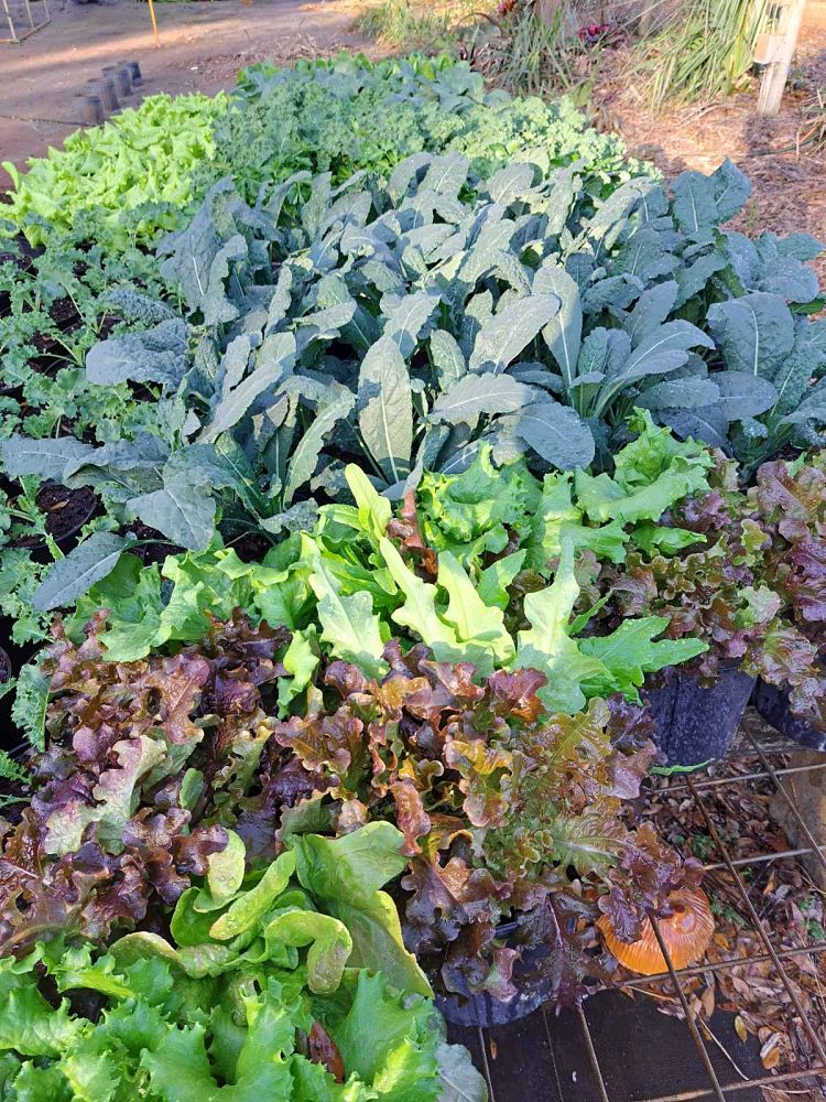 herbs