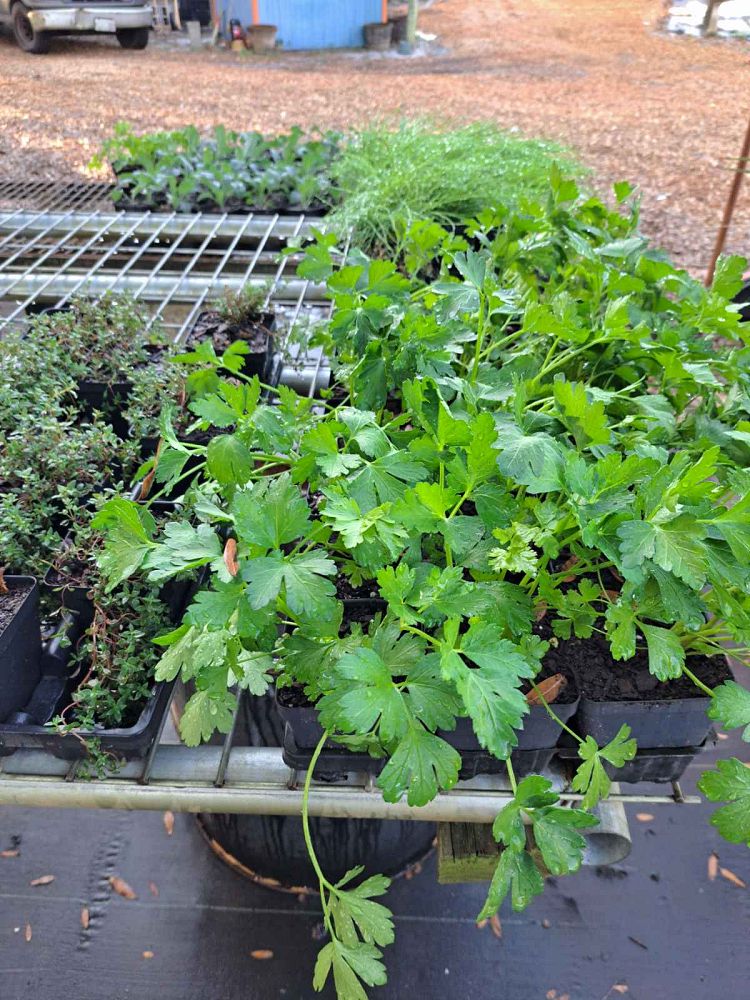 herbs