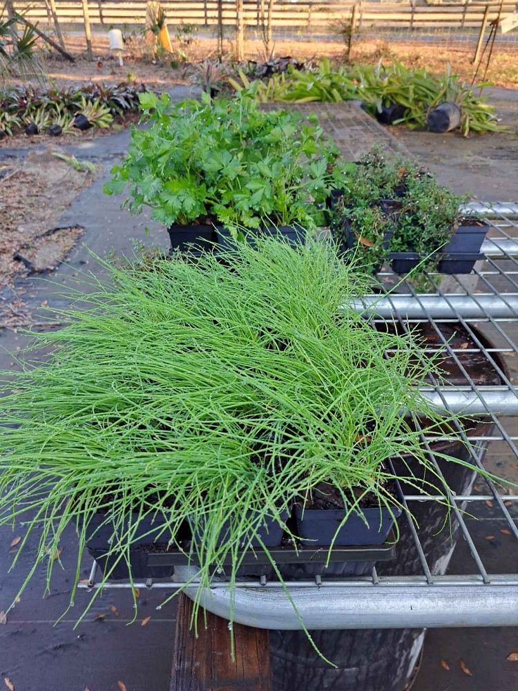 herbs