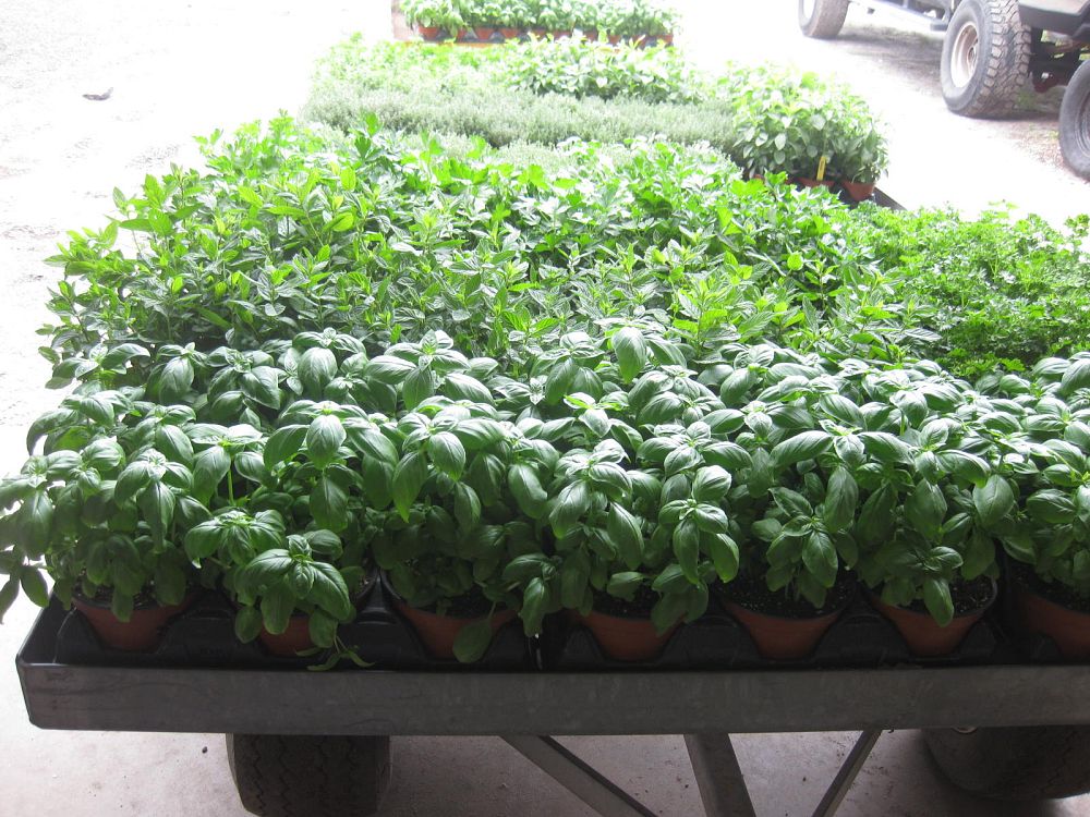 herbs