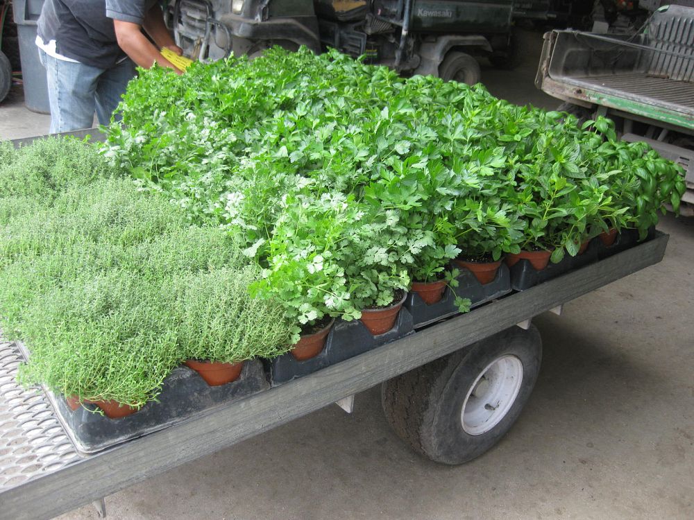 herbs
