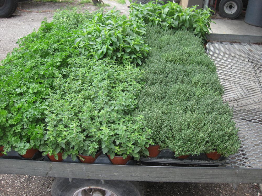 herbs
