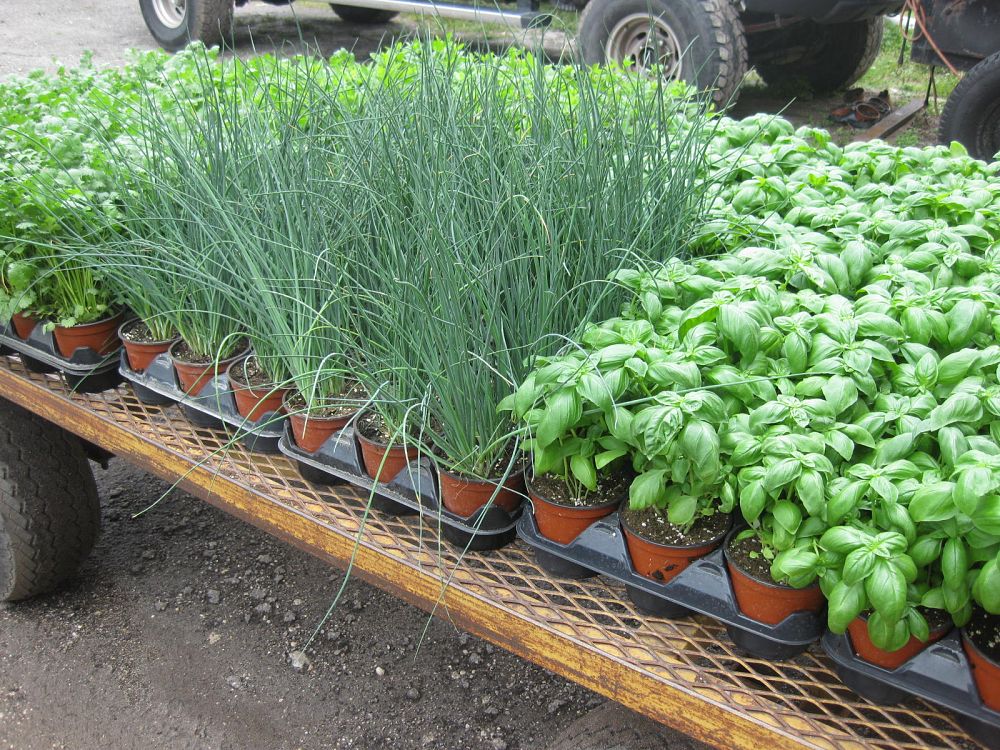 herbs