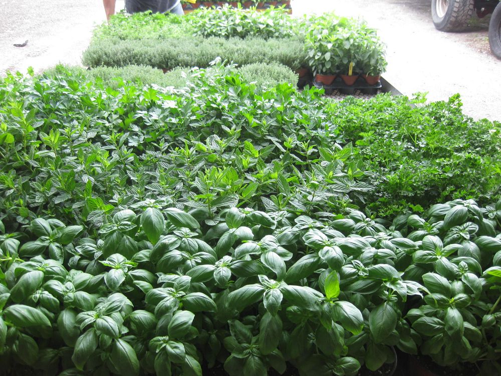 herbs
