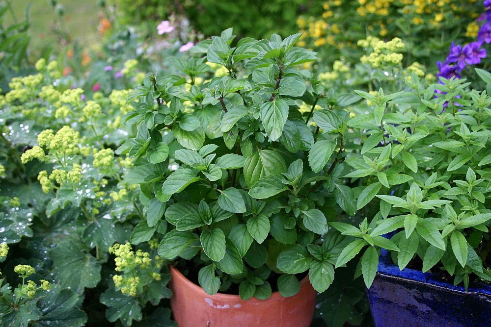 herbs