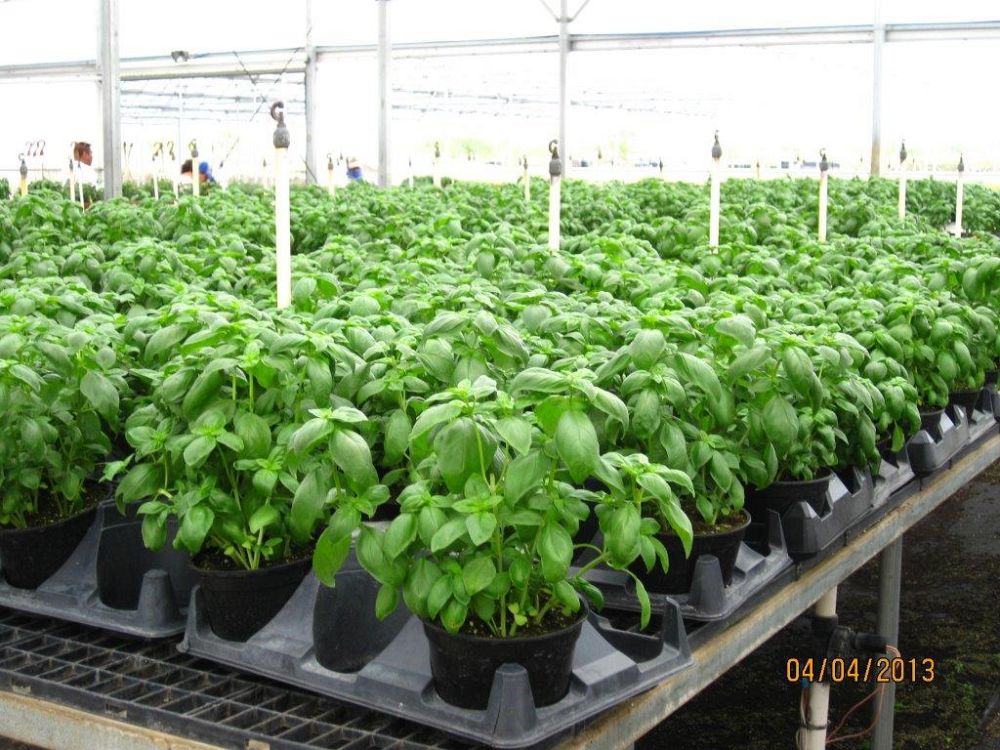 herbs