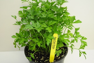 herbs