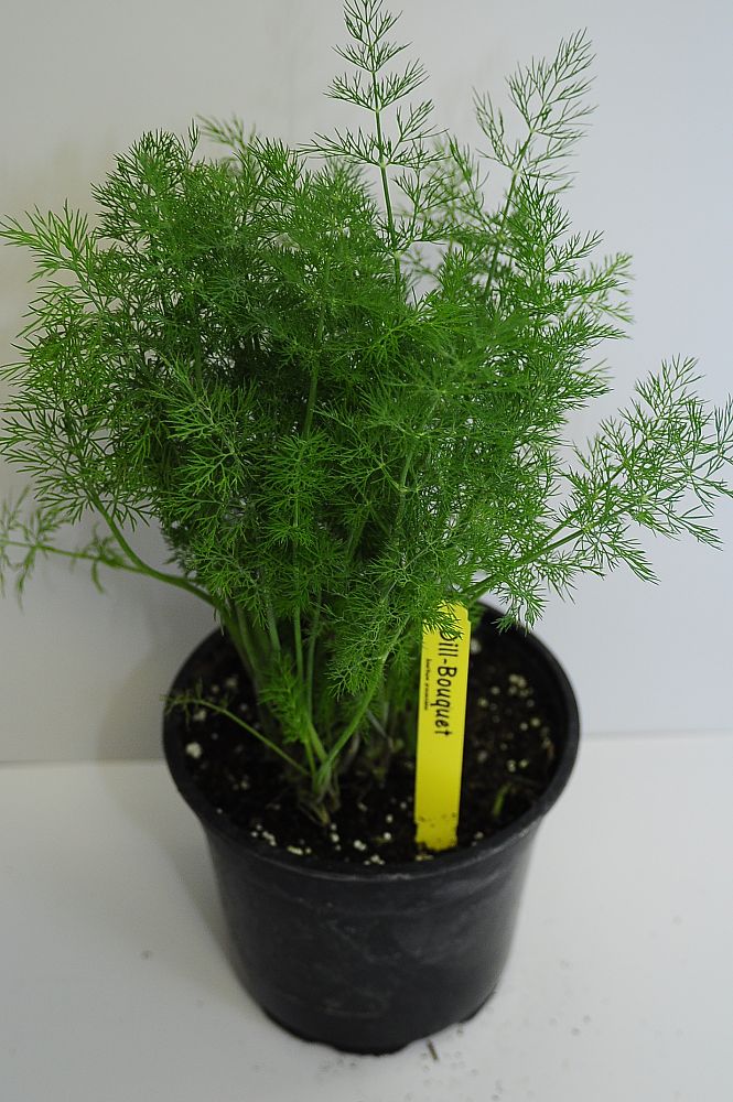 herbs