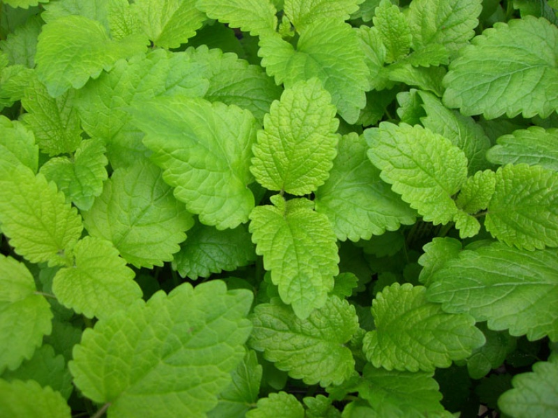 herbs