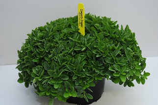 herbs