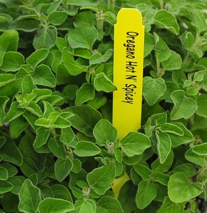 herbs