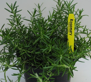 herbs
