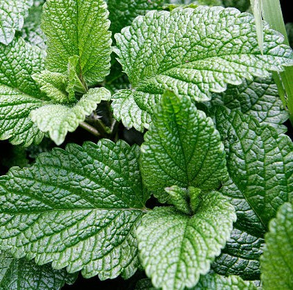 herbs