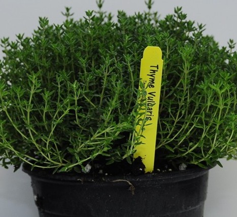 herbs