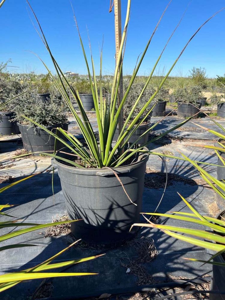 hesperaloe-campanulata-bell-flower-hesperaloe
