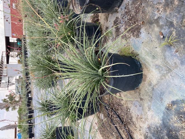 hesperaloe-parviflora-perpa-brakelights-red-false-yucca