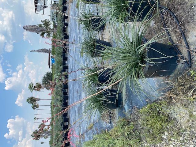 hesperaloe-parviflora-perpa-brakelights-red-false-yucca