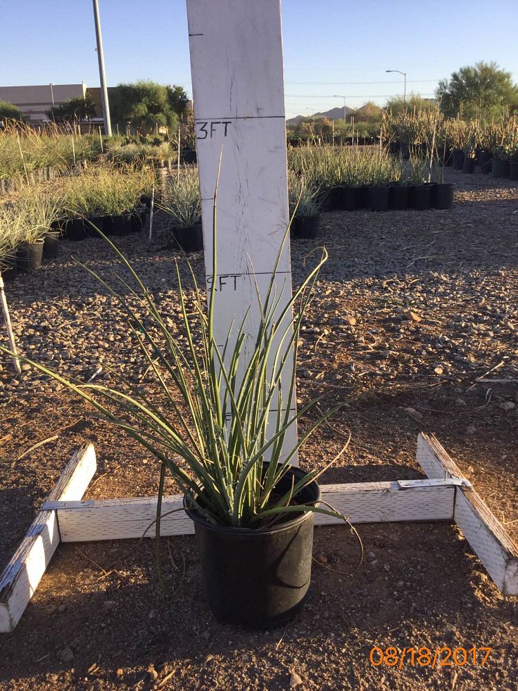 Locate & Find Wholesale Plants